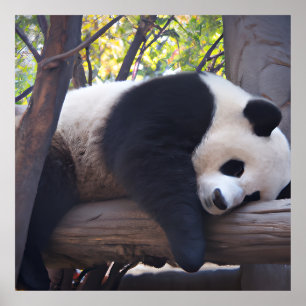 Affiche Photo Slothful Panda