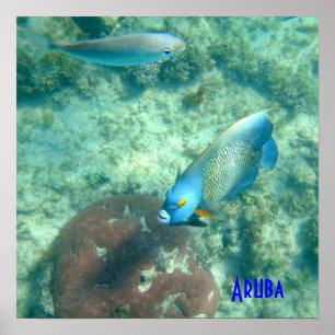 Affiche Photo sous-marine d'Aruba des poissons