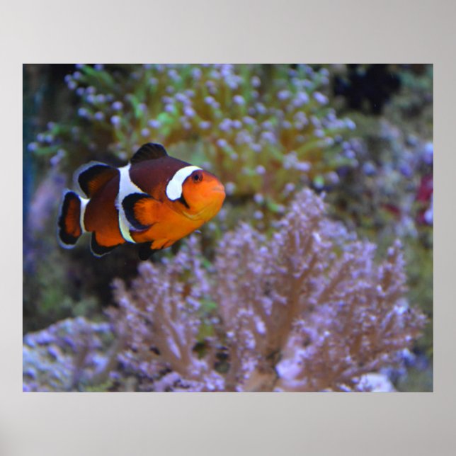 Affiche Photo sous-marine de poisson clown et d'anémone de (Devant)