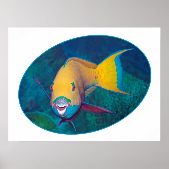 Affiche Photo sous-marine de poisson perroquet - Design ph (Devant)