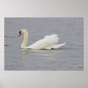 Affiche Photo Swan