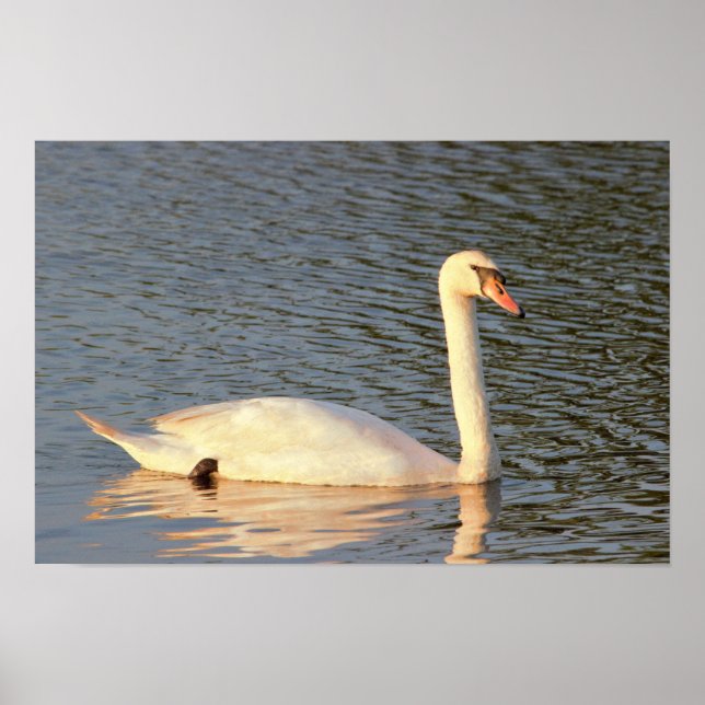 Affiche Photo Swan (Devant)
