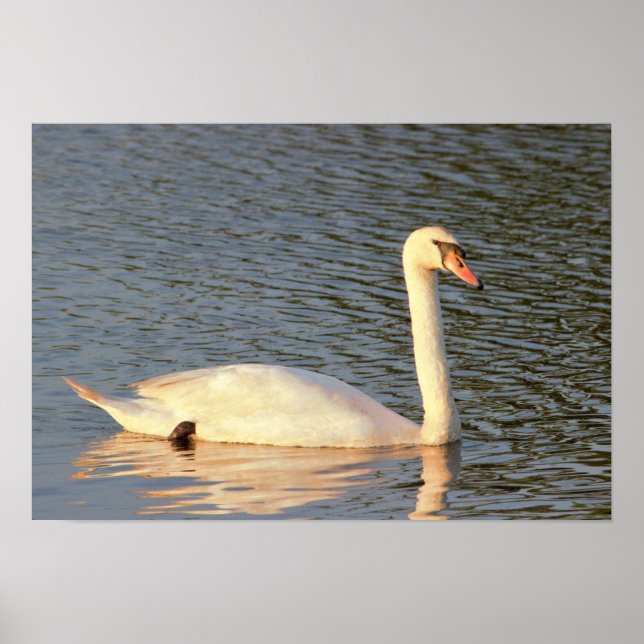 Affiche Photo Swan (Devant)