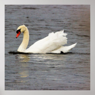 Affiche Photo Swan