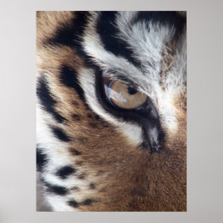 Affiche Photo Tigers Eye