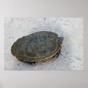 Affiche Photo Tortue