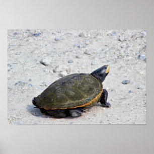 Affiche Photo Tortue