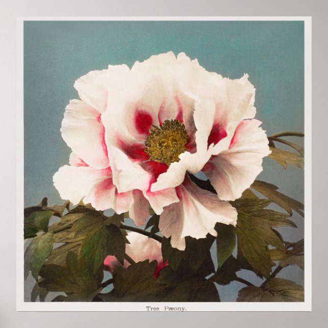 Affiche Photo vintage (Devant)