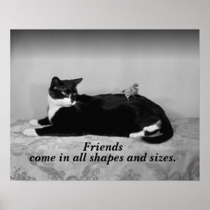 Affiche Photo vintage de Chat et Parakeet Bird, amis