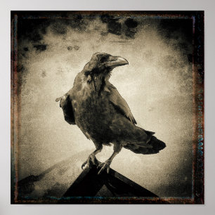 Affiche Photo vintage Raven