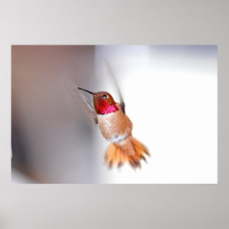 Affiche Photo vol colibri