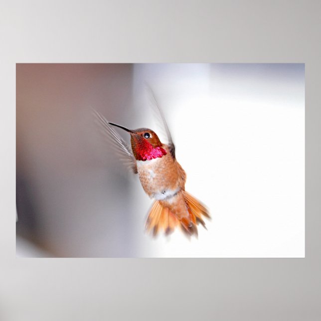 Affiche Photo vol colibri (Devant)