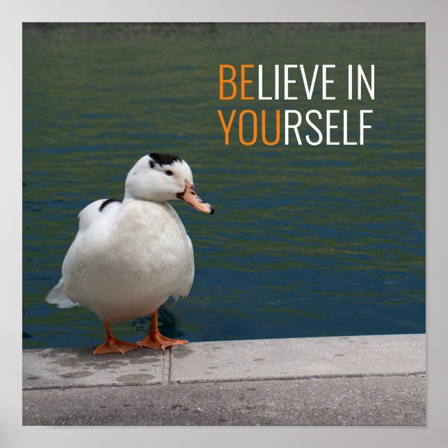 Affiche Photo White Mallard Duck (Devant)