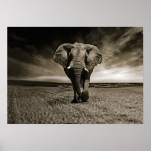 Affiche Photo Wildlife Bull Elephant