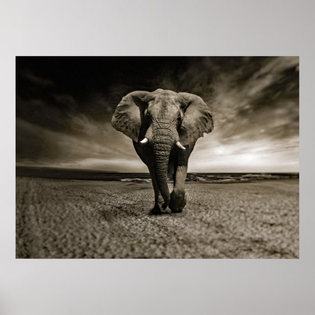 Affiche Photo Wildlife Bull Elephant (Devant)