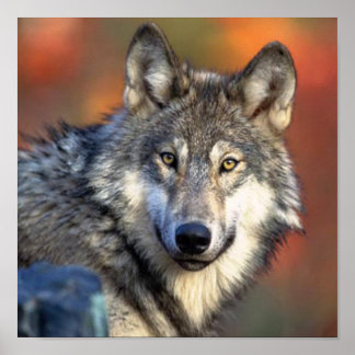 Affiche Photo Wolf