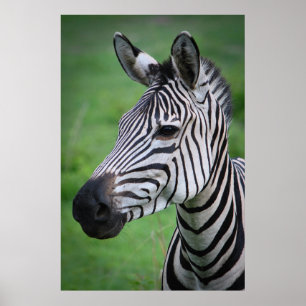 Affiche Photo Zebra africain dans le portrait vert de l'he