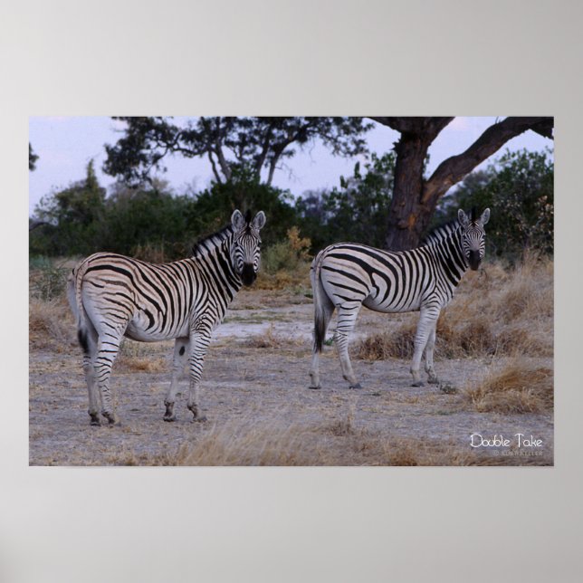 Affiche Photo Zebra Double Take (Devant)