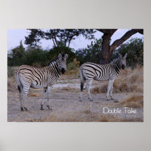 Affiche Photo Zebra Double Take