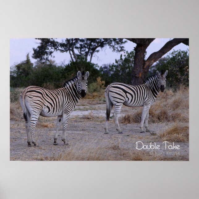 Affiche Photo Zebra Double Take (Devant)
