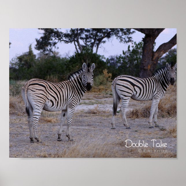 Affiche Photo Zebra Double Take (Devant)
