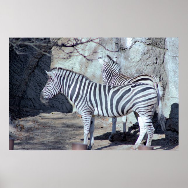 Affiche Photo Zebras (Devant)