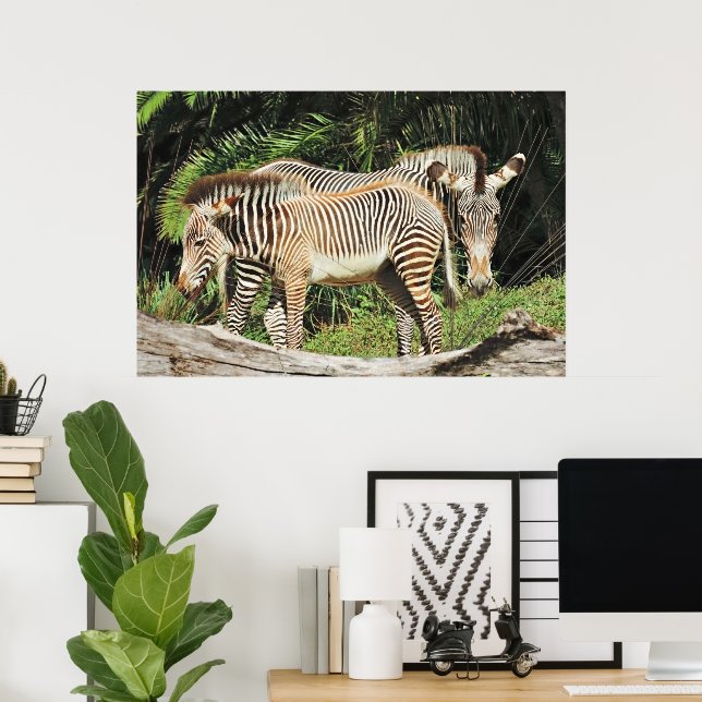 Affiche photo Zèbre Mère & Poulin 36 x 24 (Bureau à domicile)