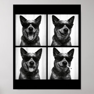 Affiche Photobooth Australian Cattle Dog Chien Drôle de se