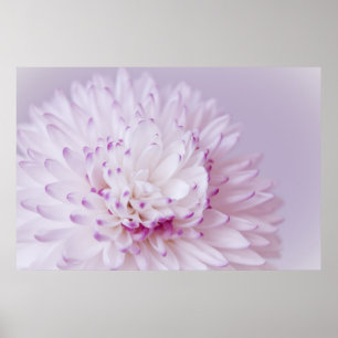 Affiche Photographie à fleurs pastel douce