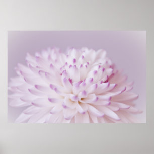 Affiche Photographie à fleurs pastel douce