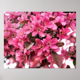 Affiche Photographie à fleurs roses