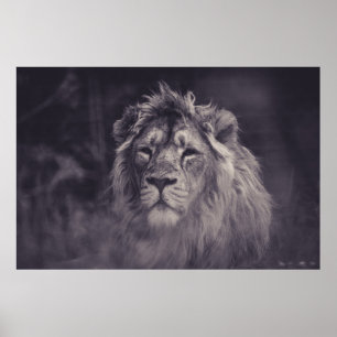 AFFICHE PHOTOGRAPHIE À GRANDE ÉCHELLE DE LION