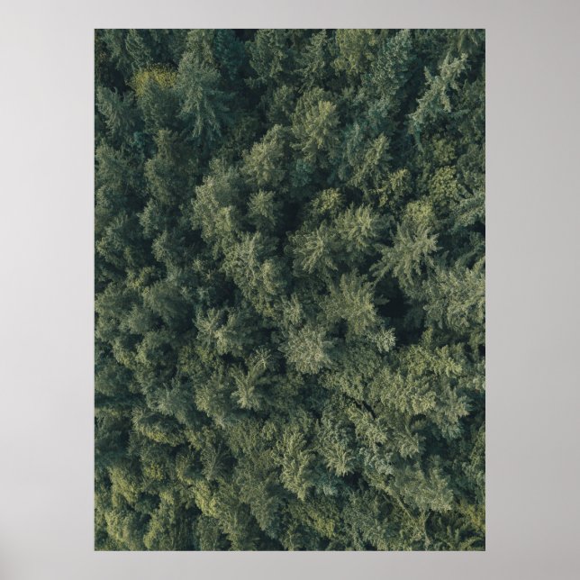 Affiche Photographie aérienne d'arbres verts (Devant)