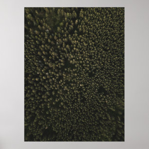 Affiche Photographie aérienne de grands arbres verts