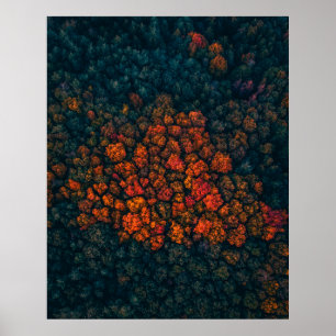 Affiche Photographie aérienne de la forêt