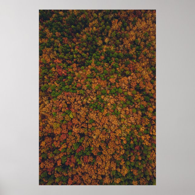 Affiche Photographie aérienne de la forêt (Devant)