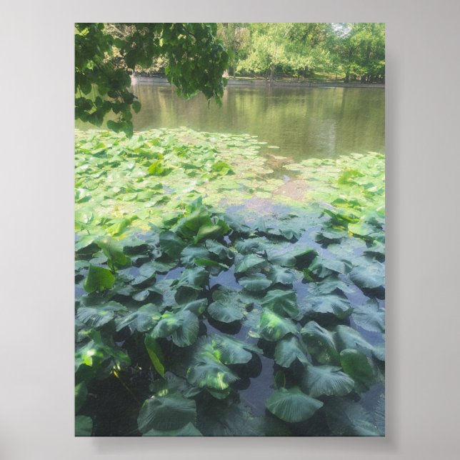 Affiche Photographie analogique Lily Pad (Devant)