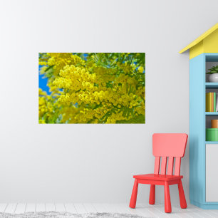 Affiche Photographie botanique florale de Mimosa