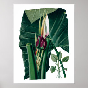 Affiche Photographie botanique tropicale feuille