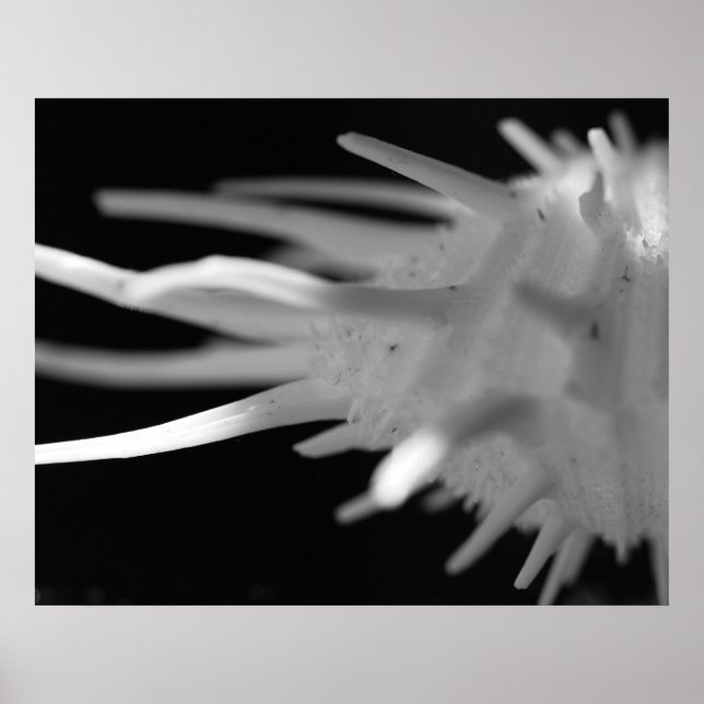 Affiche Photographie BW de Spiny Seashell - Grande impress (Devant)