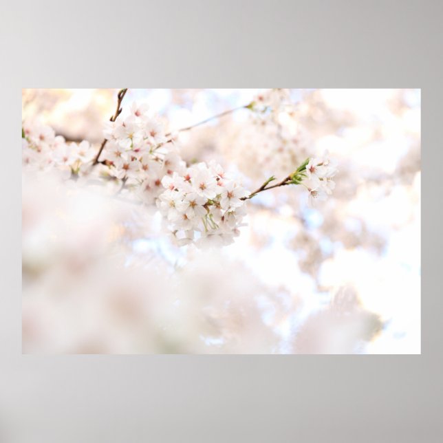 AFFICHE PHOTOGRAPHIE CLOSEUP CHERRY BLANC BLOSSOMS (Devant)