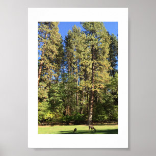 Affiche Photographie couleur de Doe et Fawn Yosemite