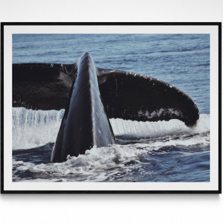 Affiche Photographie d'art de baleine Tail