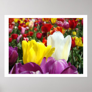 Affiche Photographie d'art fin de fleurs de tulipes Tulipe