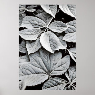 Affiche Photographie d'art fine en noir et blanc de feuill