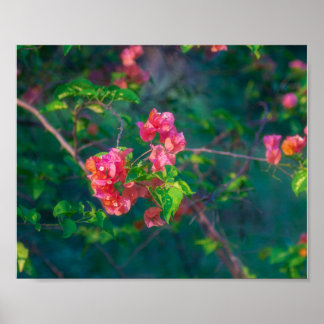 Affiche Photographie d'art mural de fleur de bougainvillée