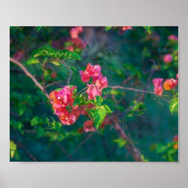 Affiche Photographie d'art mural de fleur de bougainvillée (Devant)