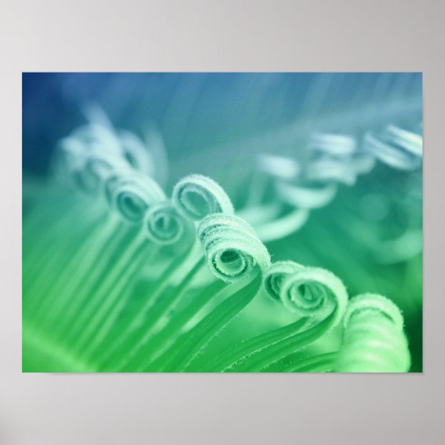 Affiche Photographie d'art tropical du palmier de Sago (Devant)