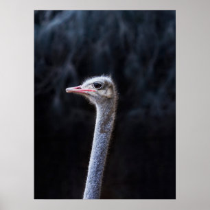 Affiche Photographie d'autruche