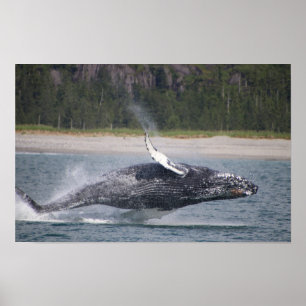 Affiche Photographie de baleine sautante